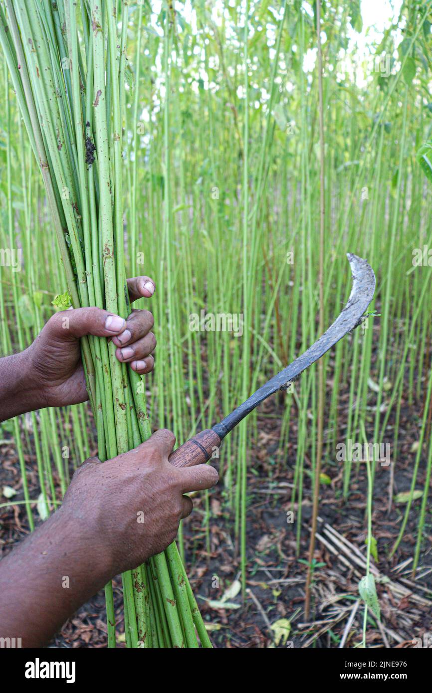 green raw jute tree farm on field for harvest Stock Photo Alamy