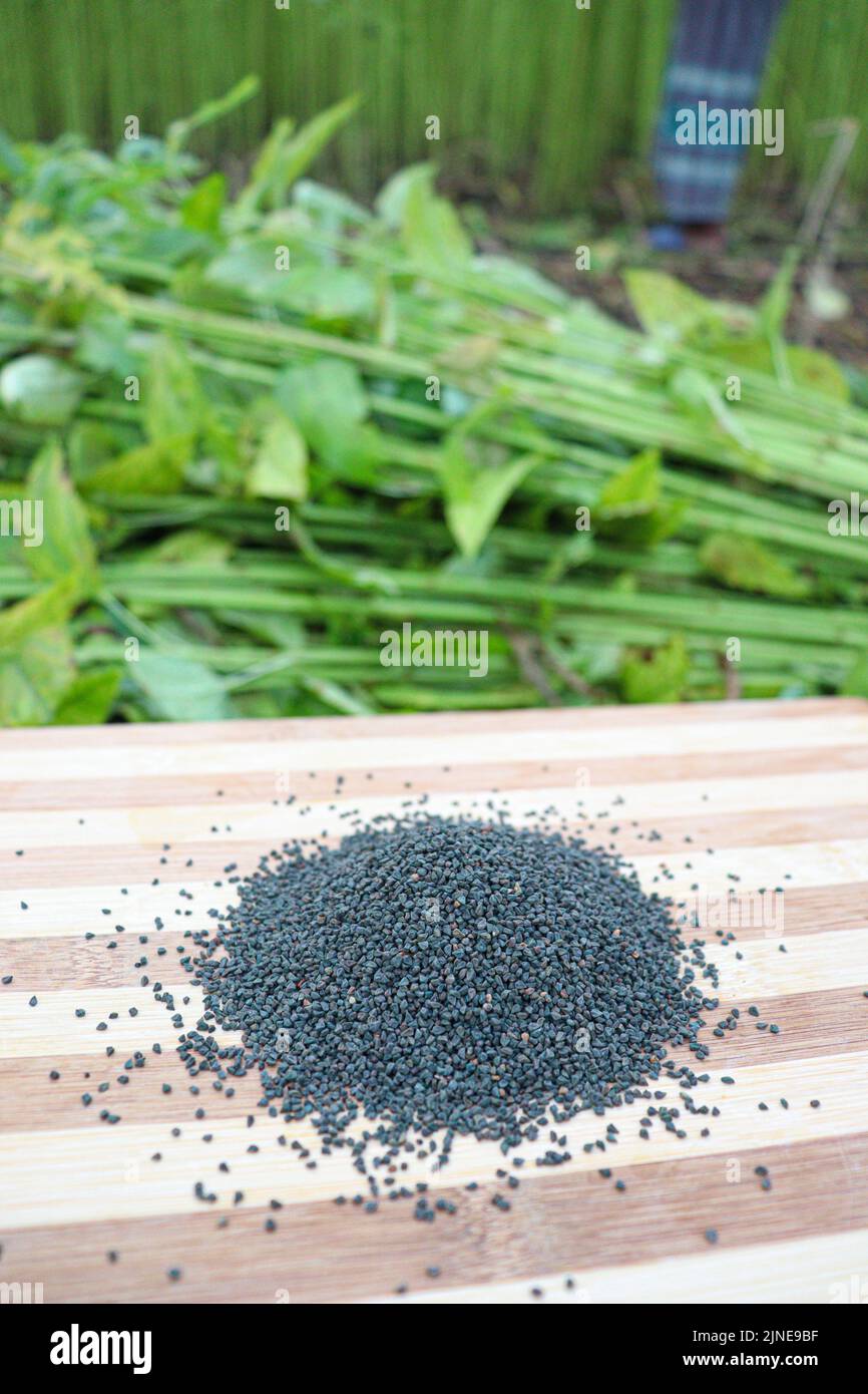 green raw jute tree with seed on farm for harvest Stock Photo Alamy