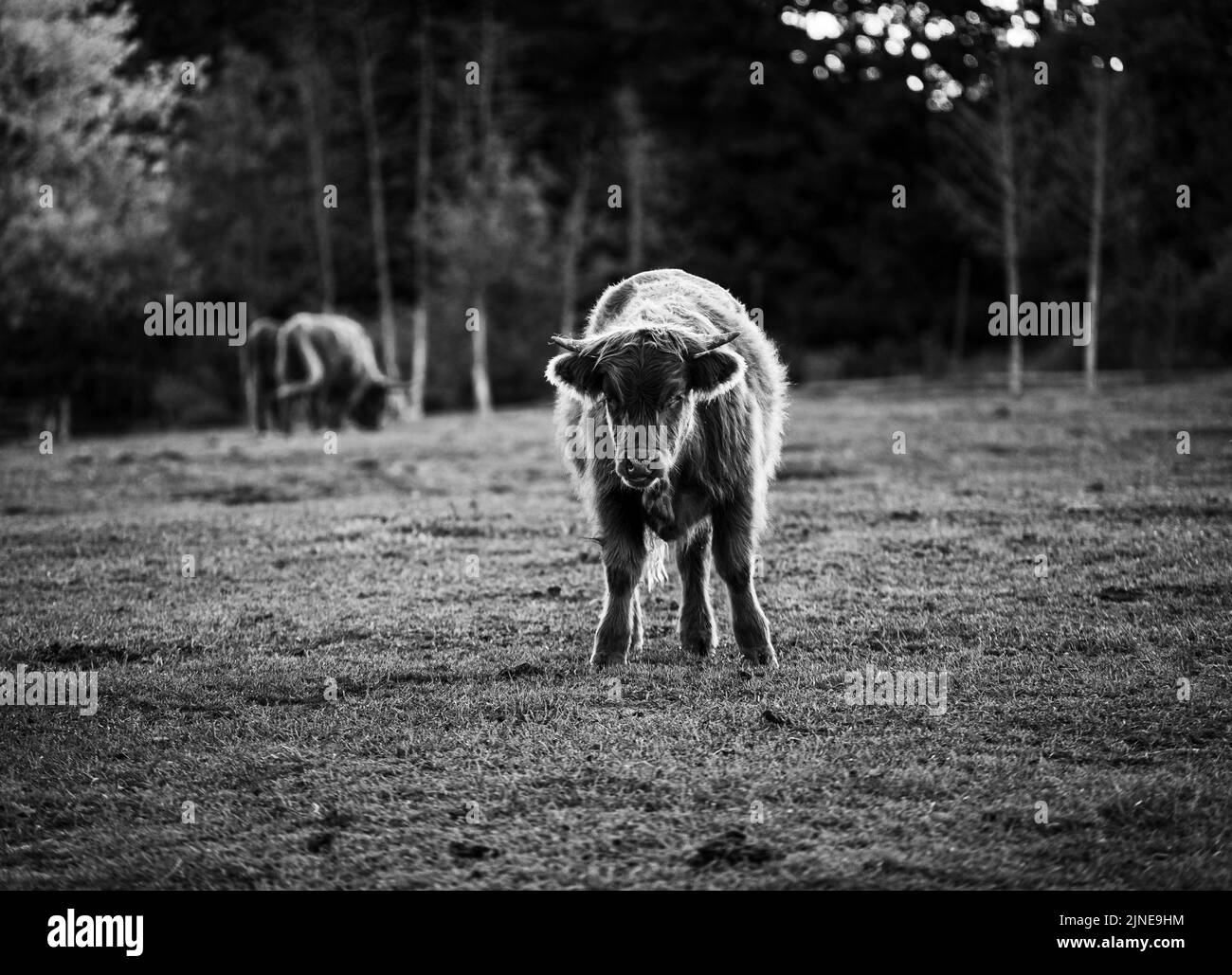 Cattle grazing Black and White Stock Photos & Images Alamy