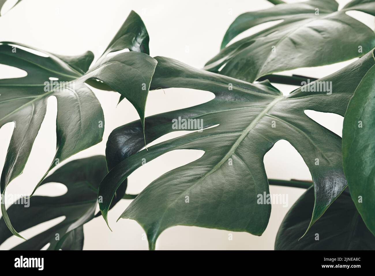 Leaves of Monstera deliciosa or Swiss cheese plant closeup as tropical