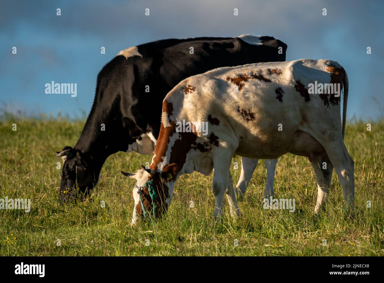 Dairy cows close up hi-res stock photography and images - Alamy