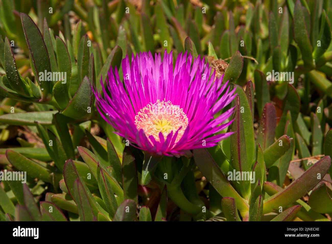 Carpobrotus succulent plant with pink flowers in Kolymbia, Rhodes, Greece. Stock Photo