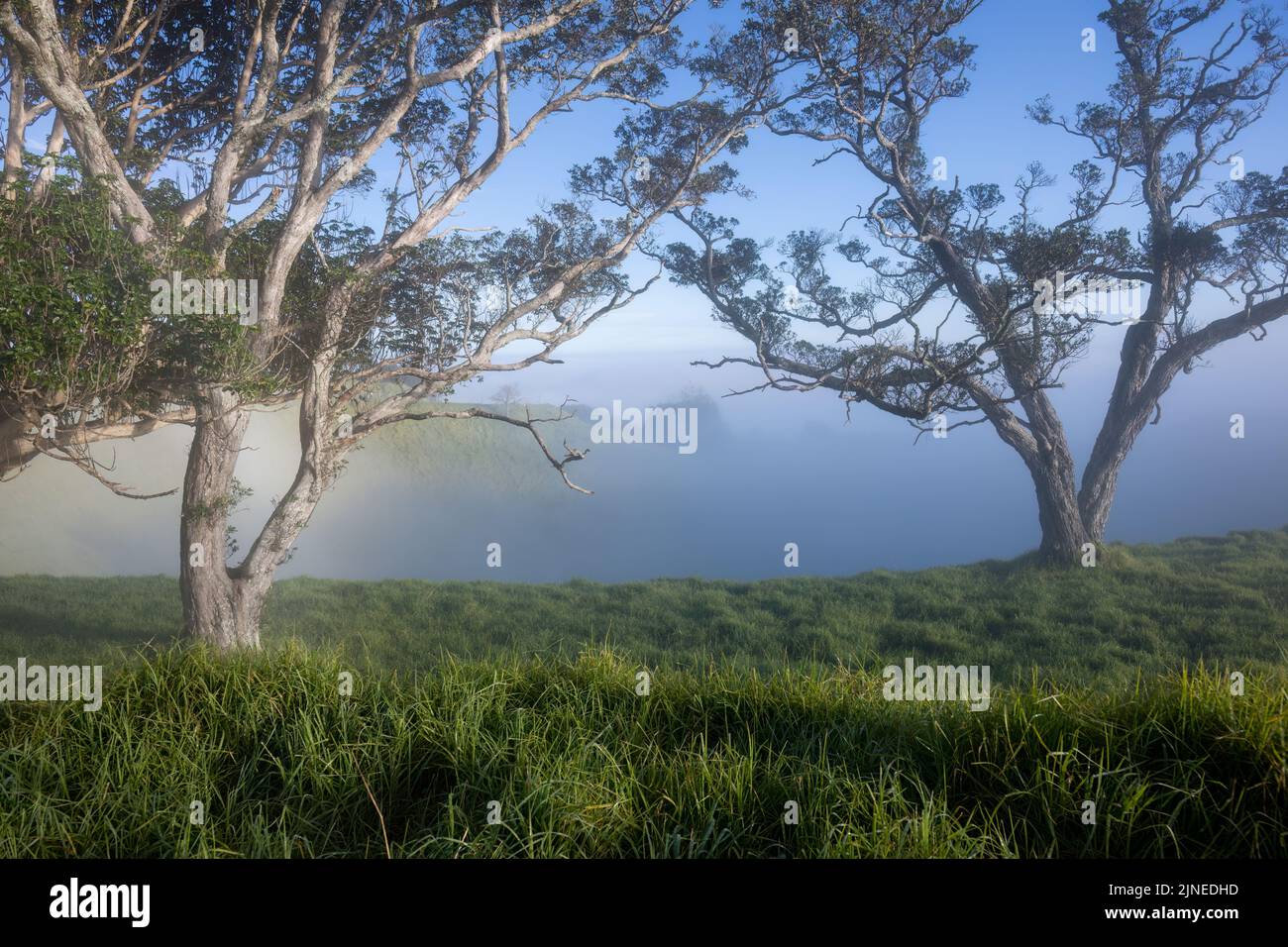 Trees in the fog at Mt Eden summit, Auckland Stock Photo