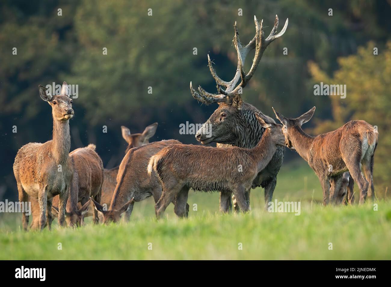 Red deer stag covered in mud standing surrounded by the rest of the herd Stock Photo