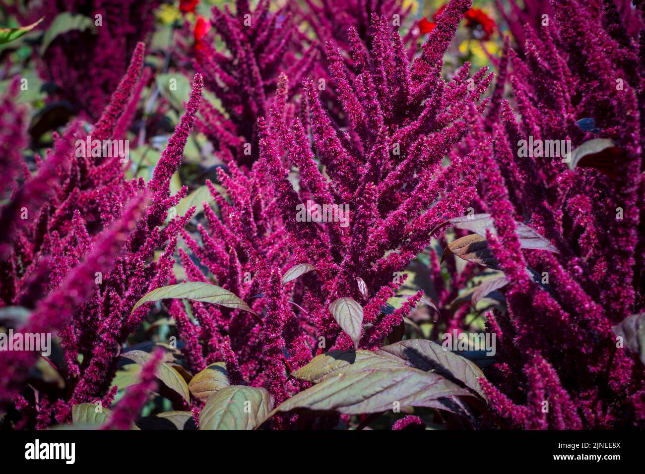 Amaranthus cruentus common names, including blood amaranth, red amaranth, purple amaranth