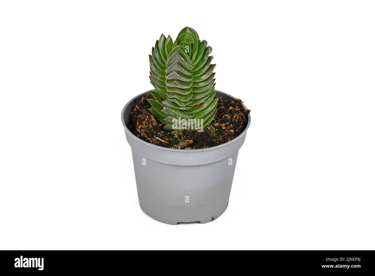 Potted 'Crassula Buddha's Temple' succulent plant on white background Stock Photo