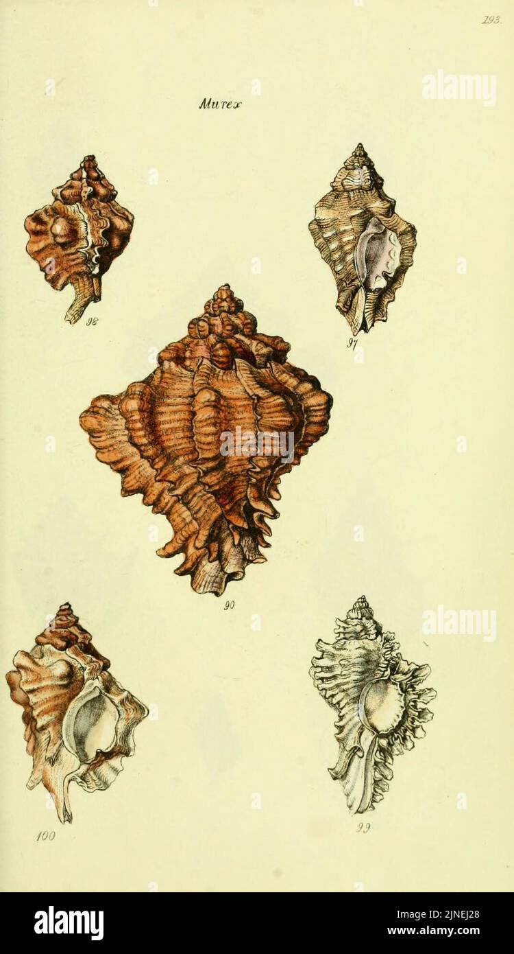 The conchological illustrations or, Coloured figures of all the ...