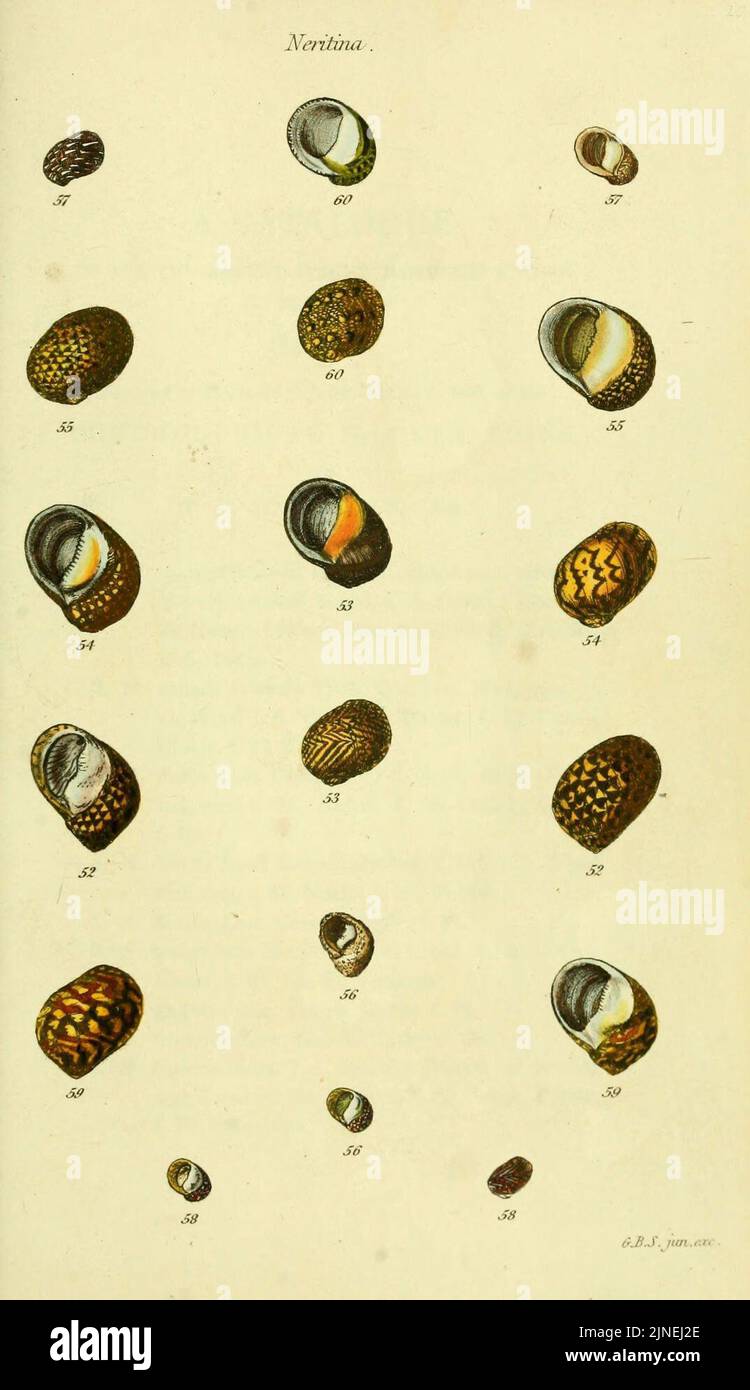 The conchological illustrations or, Coloured figures of all the ...