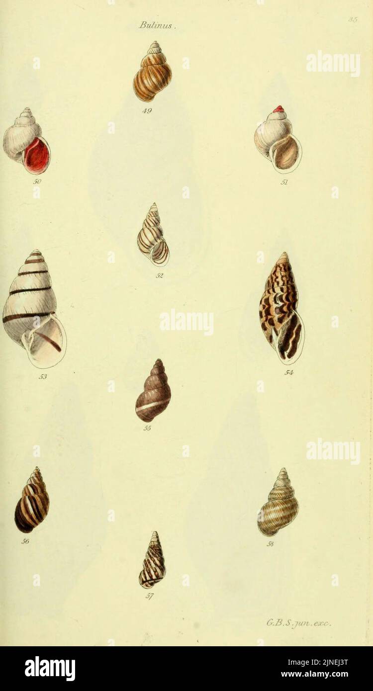 The conchological illustrations or, Coloured figures of all the ...