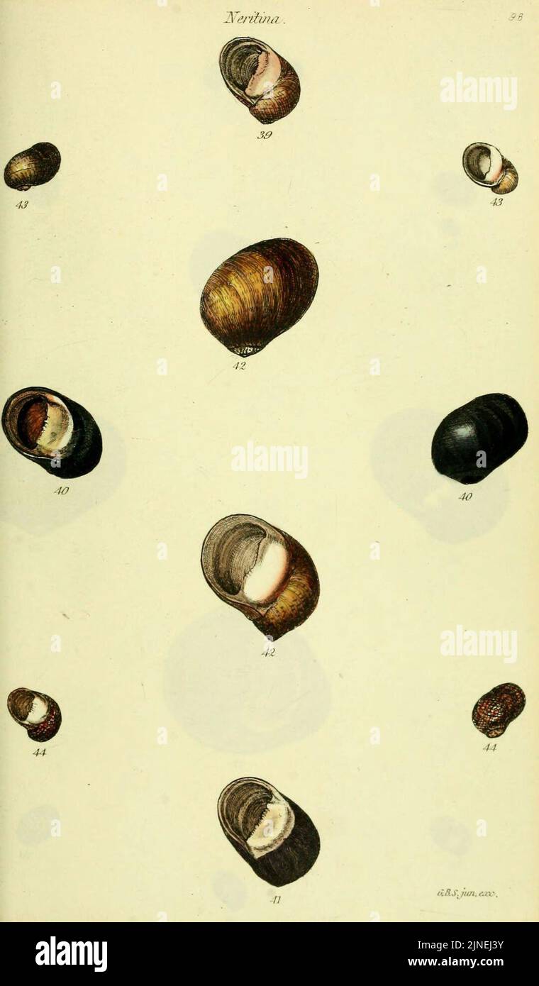 The conchological illustrations or, Coloured figures of all the ...
