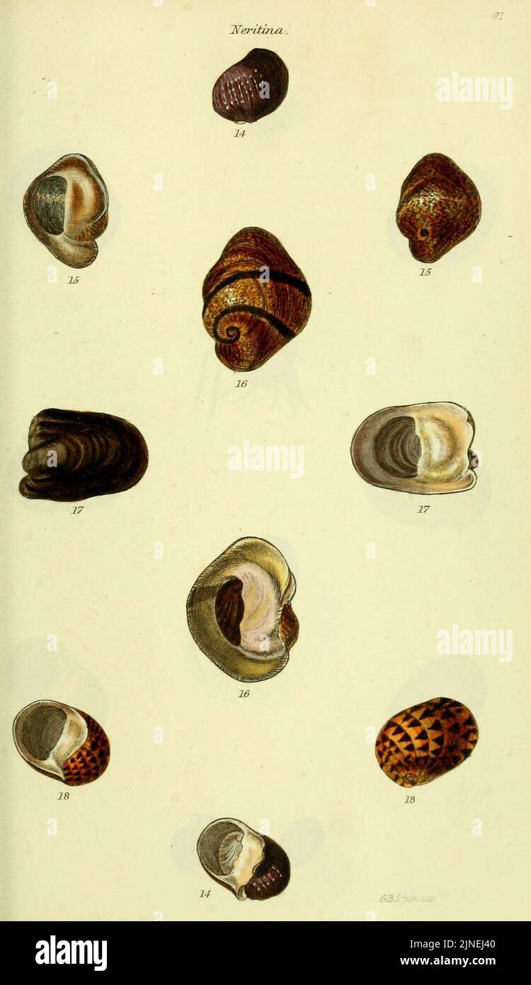 The conchological illustrations or, Coloured figures of all the ...