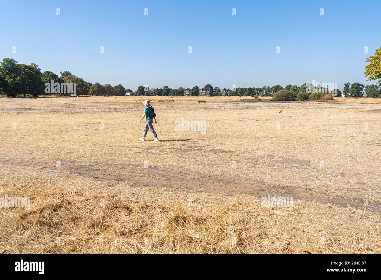 Wimbledon London, UK. 11 August 2022 . A member of the public walks through the dry landscape and parched Wimbledon Common  as temperatures are forecast to soar  to 35celsius today and that London could soon be placed under a hosepipe ban after counties of Kent and Sussex formerly declared a ban from 12th Augustf Credit. amer ghazzal/Alamy Live News Stock Photo