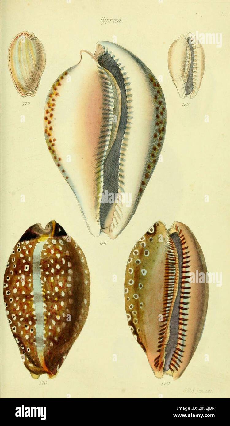 The conchological illustrations or, Coloured figures of all the ...