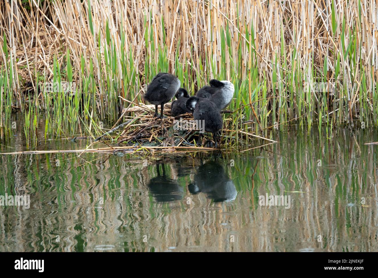 young coots perched on nest in river with reflections in the water and reeds in the background Stock Photo