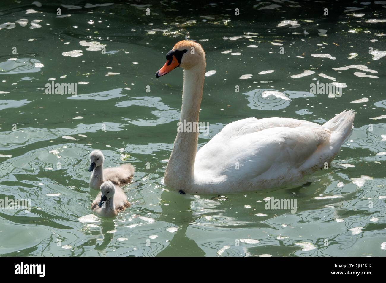 swan with her two cute cygnets on the water Stock Photo