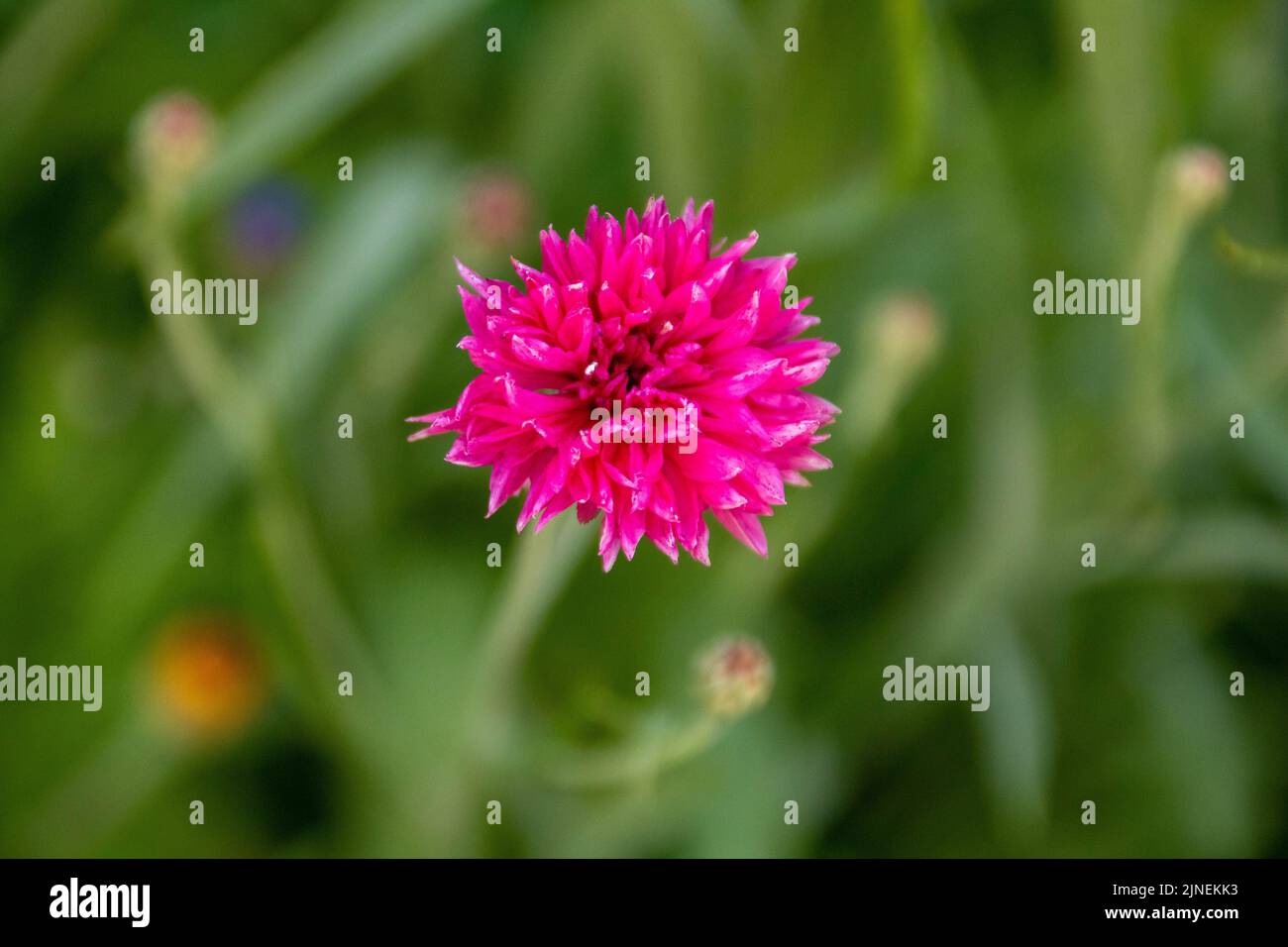 bright pink flower of the cornflower also known as bachelor's button with a blurred green background Stock Photo