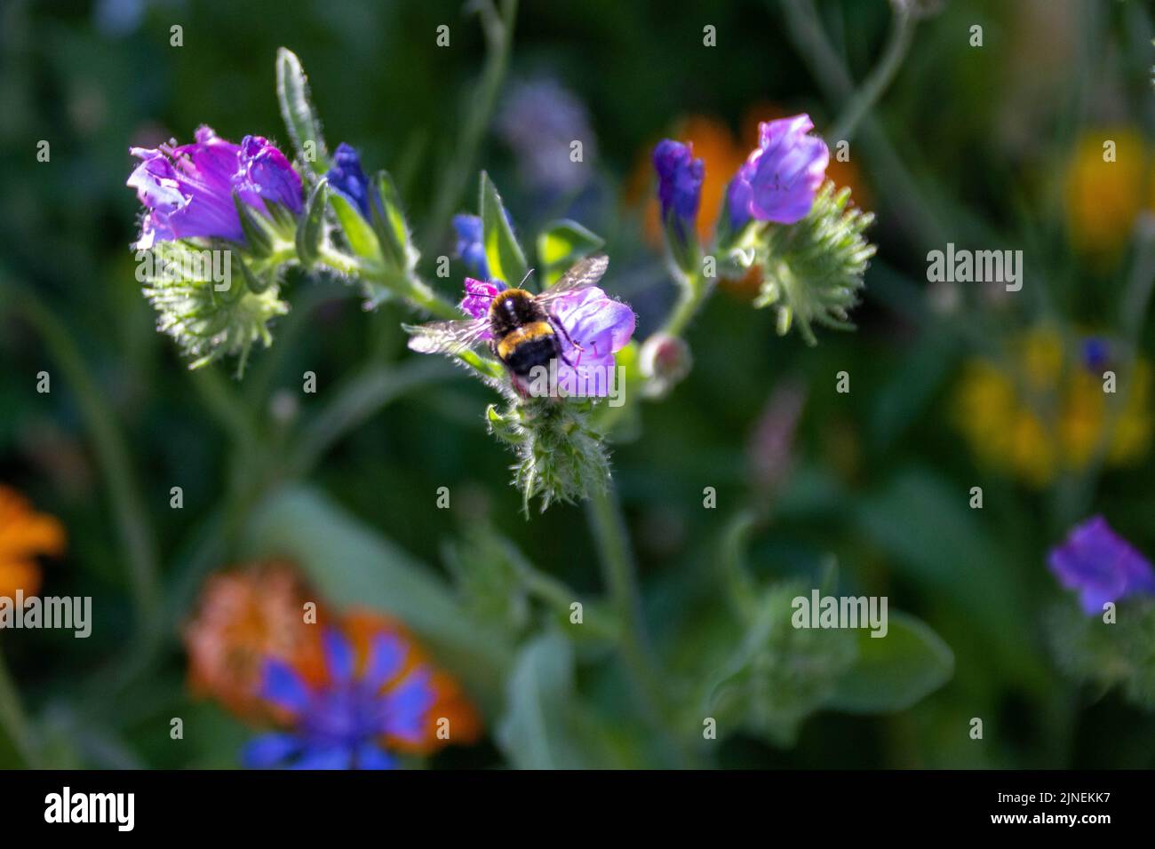 bumble bee collecting nectar from blue shaped flowers of viper's bugloss Stock Photo