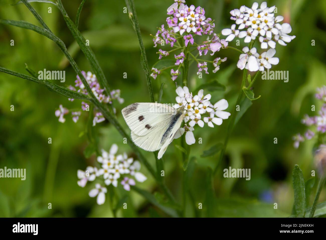 the small white butterfly also known as the cabbage white resting on candytuft flowers which symbolise indifference Stock Photo