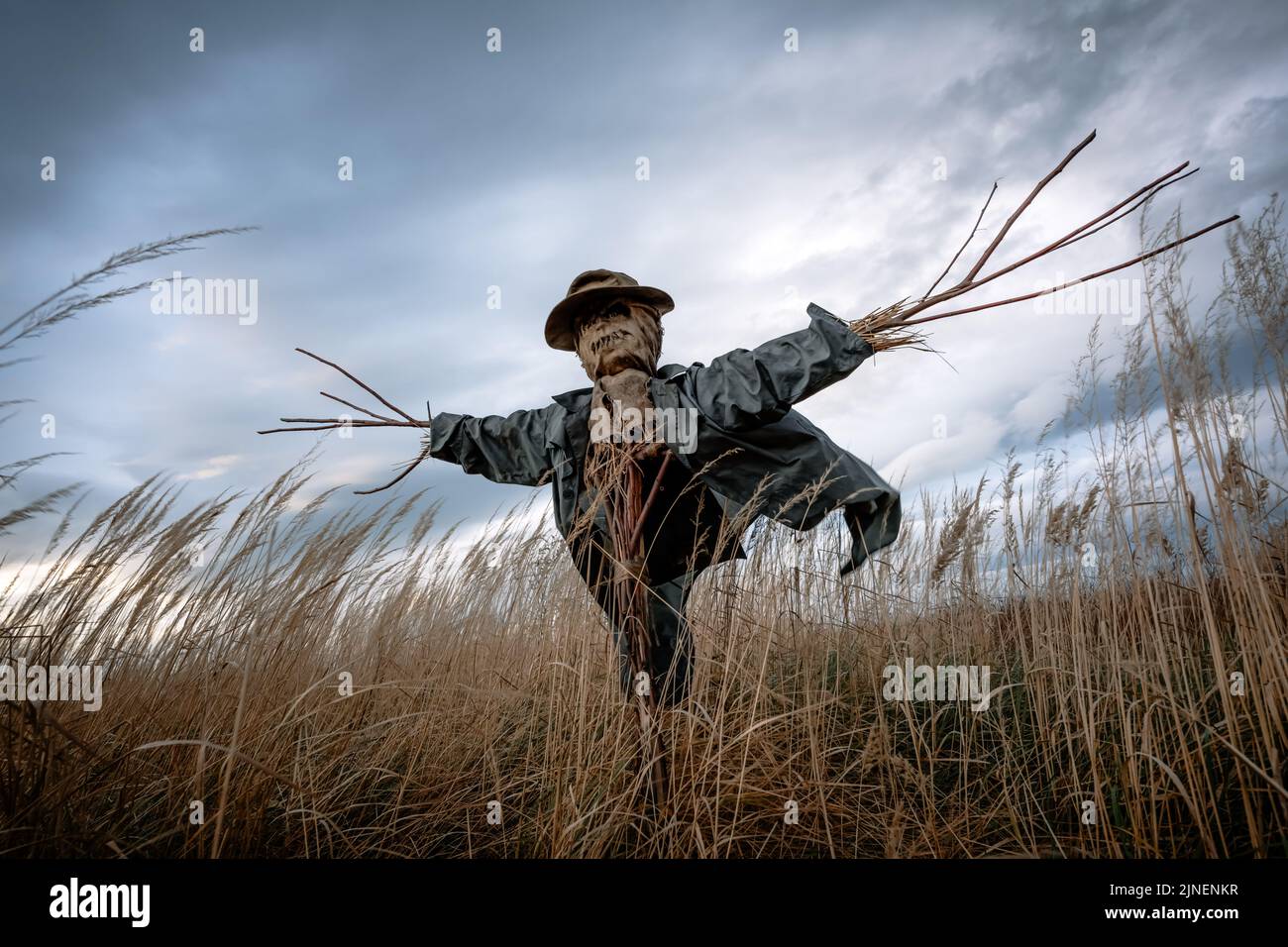 Scary scarecrow in a hat and coat on a evening autumn field. Spooky Halloween holiday concept. Halloweens background Stock Photo