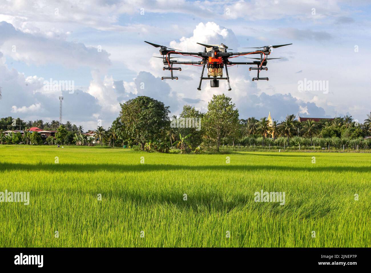 Roi Et, Thailand. 1st Aug, 2022. A DJI agricultural drone sprays pesticides in Roi Et, Thailand, on Aug. 1, 2022. China-made agricultural drones are seen flying over grainfields in this southeast Asian country to help local farmers produce more efficiently, conveniently, and safely. Credit: Wang Teng/Xinhua/Alamy Live News Stock Photo