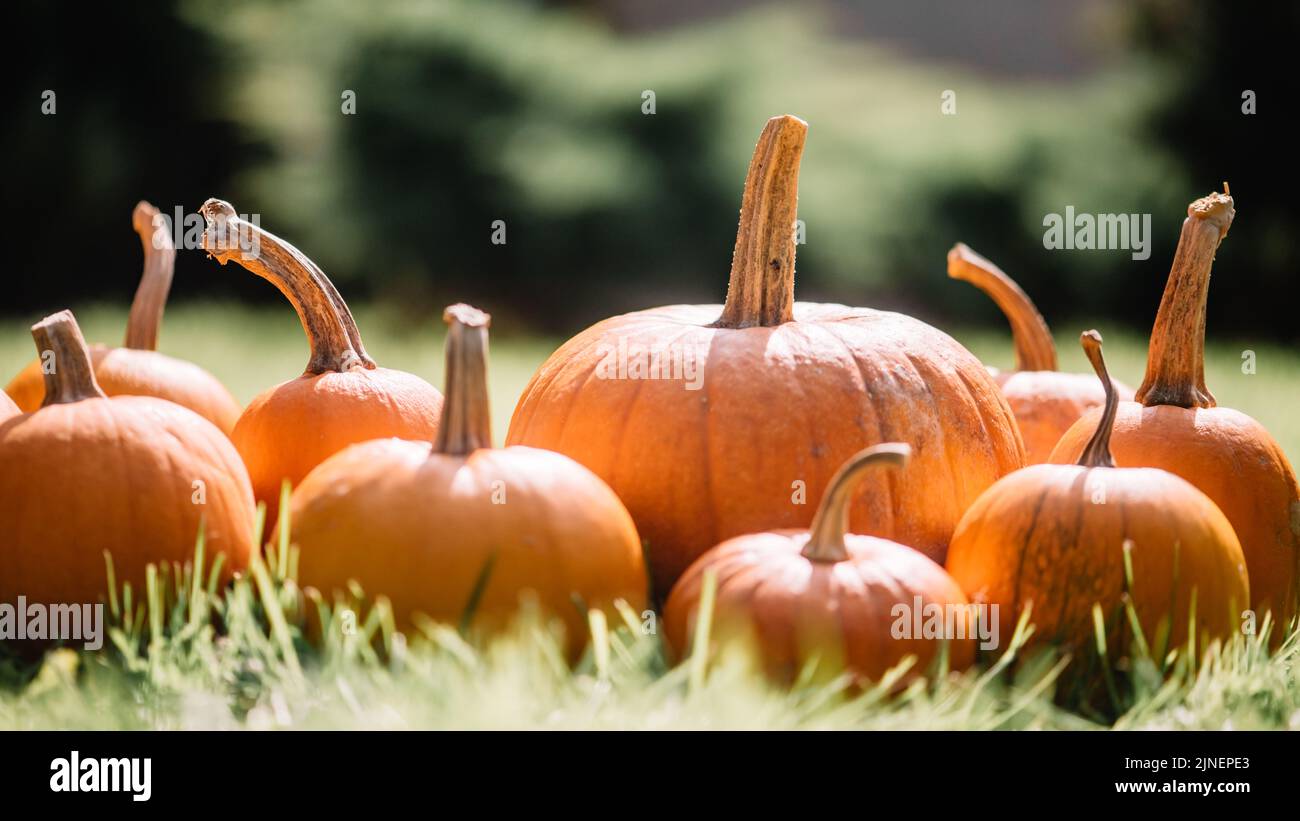Different kind of pumpkins in garden grass. Halloween and thanksgiving holiday and autumn harvest background Stock Photo