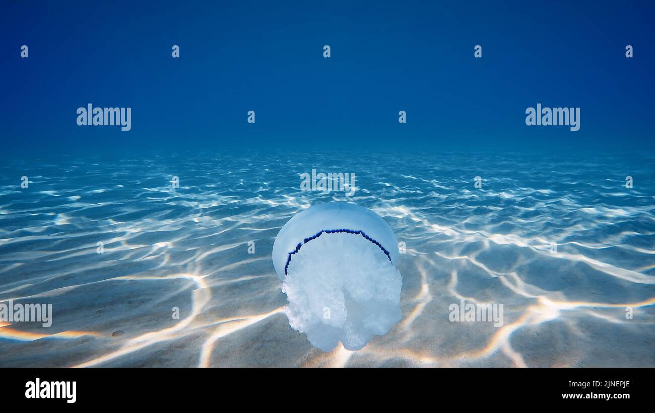Big Jellyfish swim underwater in the ocean Stock Photo - Alamy