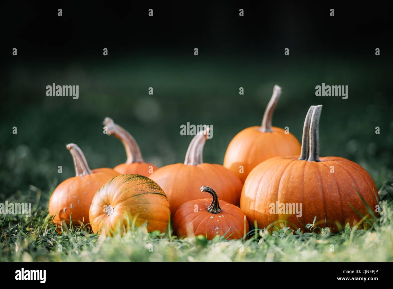 Different kind of pumpkins in garden grass. Halloween and thanksgiving holiday and autumn harvest background Stock Photo