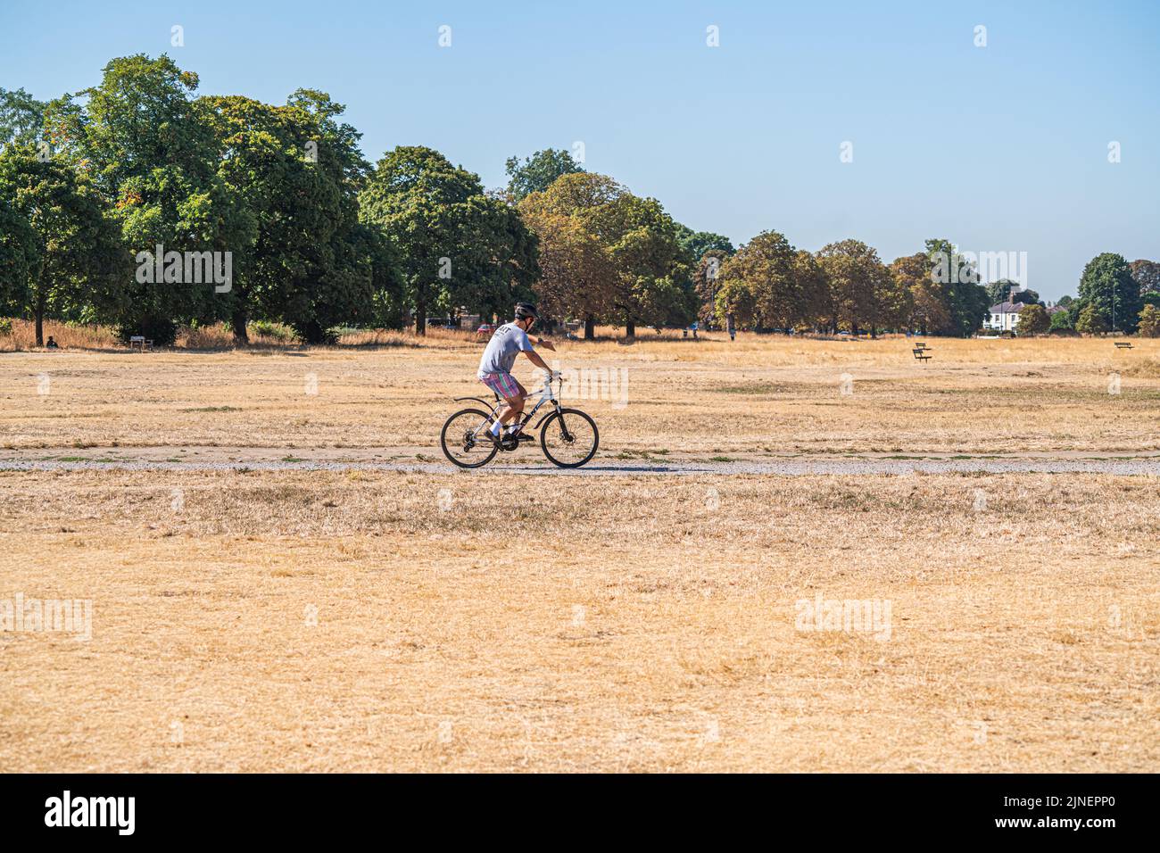 Wimbledon London, UK. 11 August 2022 . A cyclloist riding on a heat soaked and drought stricken  Wimbledon Common  as temperatures are forecast to soar  to 35celsius today and that London could soon be placed under a hosepipe ban after counties of Kent and Sussex formerly declared a ban from 12th Augustf Credit. amer ghazzal/Alamy Live News Stock Photo