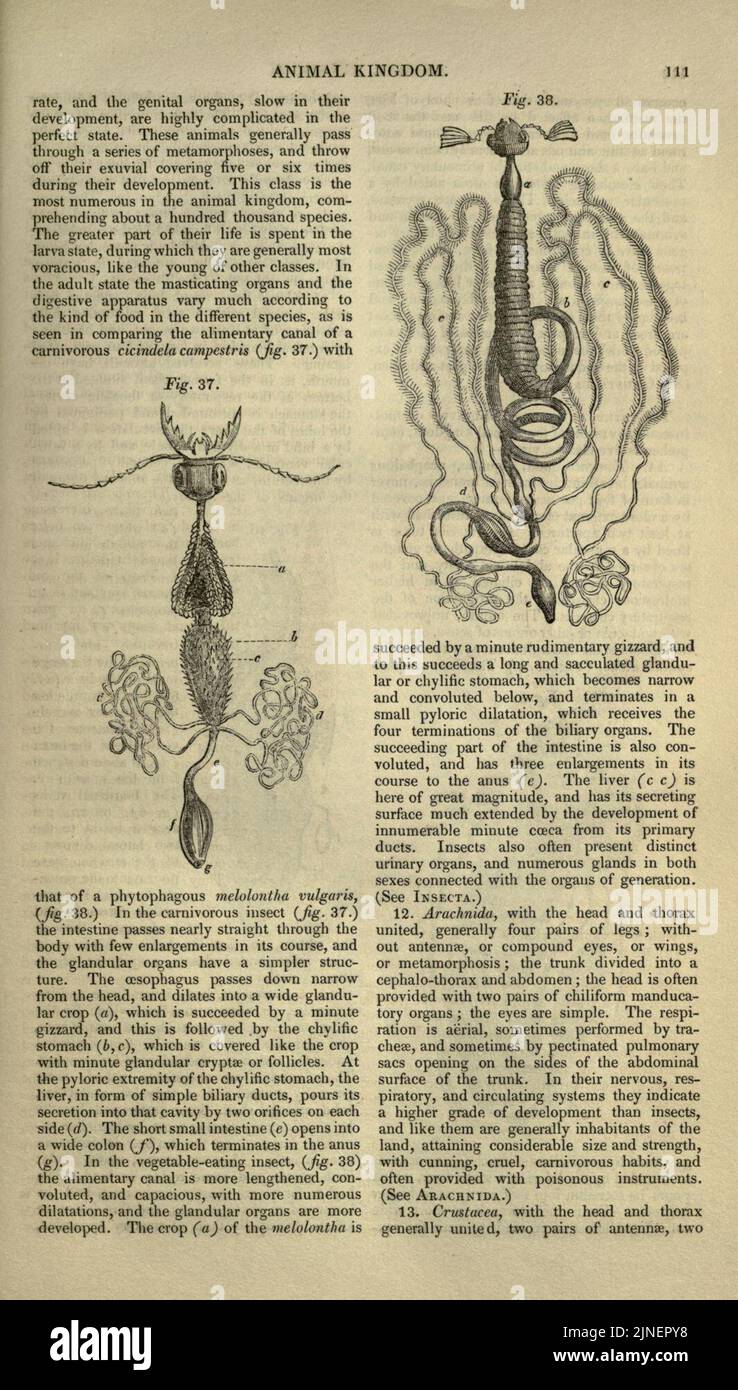 Cyclopædia of anatomy hi-res stock photography and images - Alamy