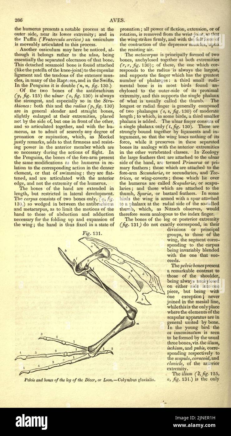 The cyclopaedia of anatomy and physiology (Page 286 Stock Photo Alamy