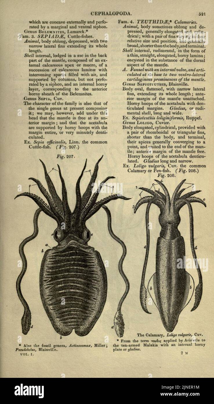 The cyclopaedia of anatomy and physiology (Page 521 Stock Photo Alamy