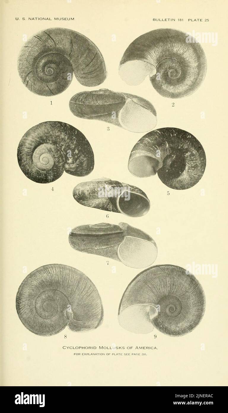 The cyclophorid operculate land mollusks of America Stock Photo - Alamy