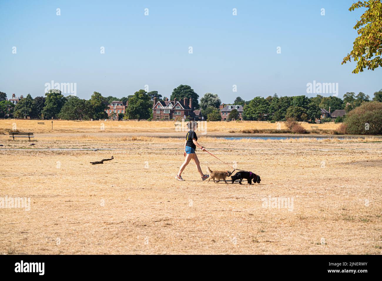Wimbledon London, UK. 11 August 2022 . A woman walking her dogs  on a heat soaked and drought stricken  Wimbledon Common  as temperatures are forecast to soar  to 35celsius today and that London could soon be placed under a hosepipe ban after counties of Kent and Sussex formerly declared a ban from 12th Augustf Credit. amer ghazzal/Alamy Live News Stock Photo