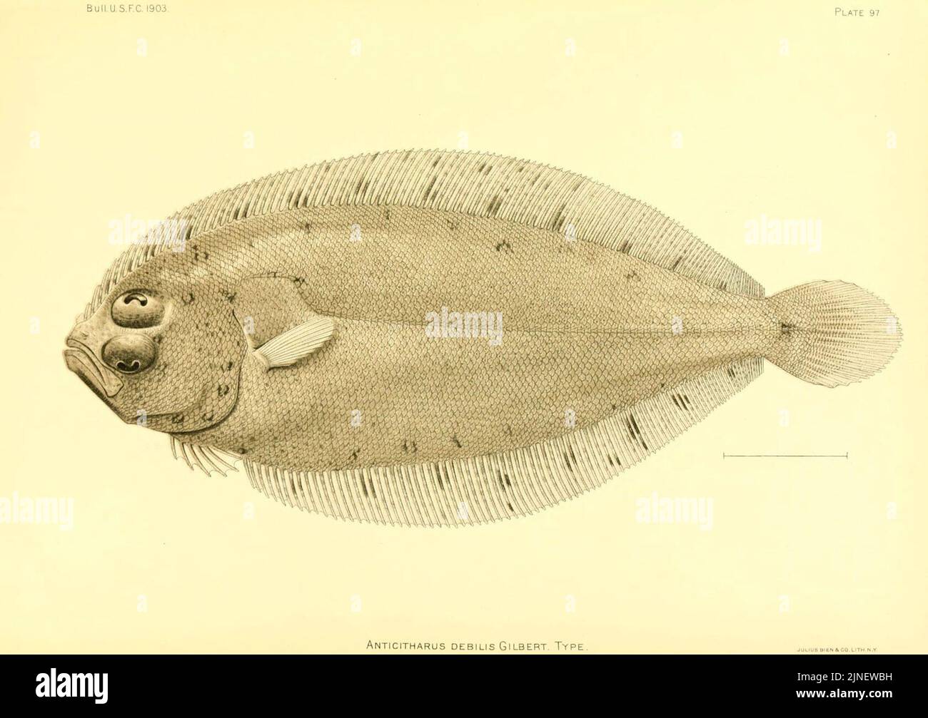 Deep sea fishes hawaiian hi-res stock photography and images - Alamy