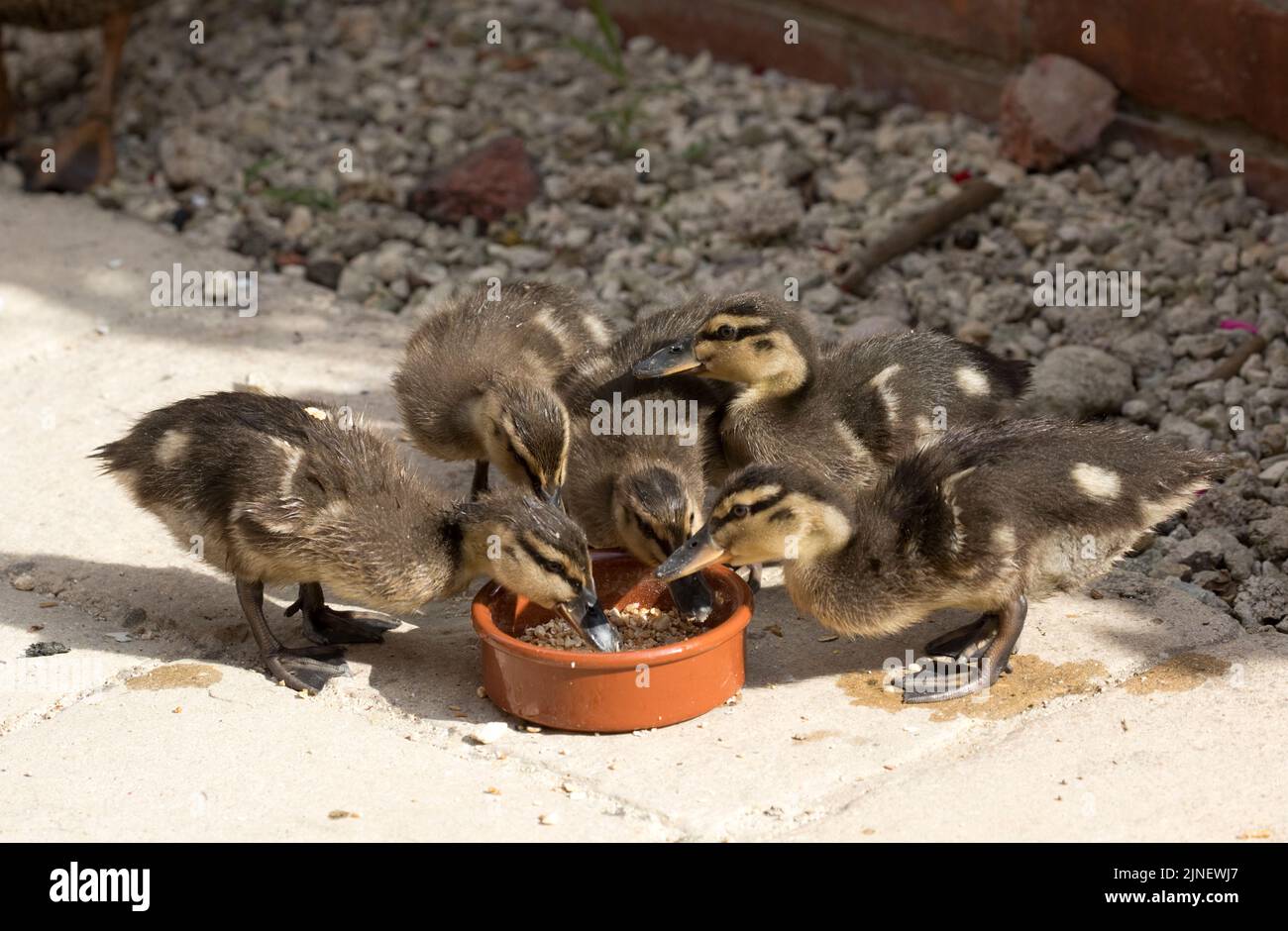 Five mallard duckings Anas platyrhynchos at feeder on patio CHF UK Stock Photo