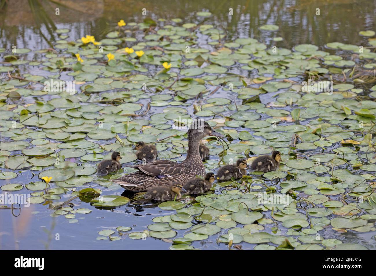 Female mallard Anas platyrhynchos with ducklings swimming on pond Cotswolds UK Stock Photo