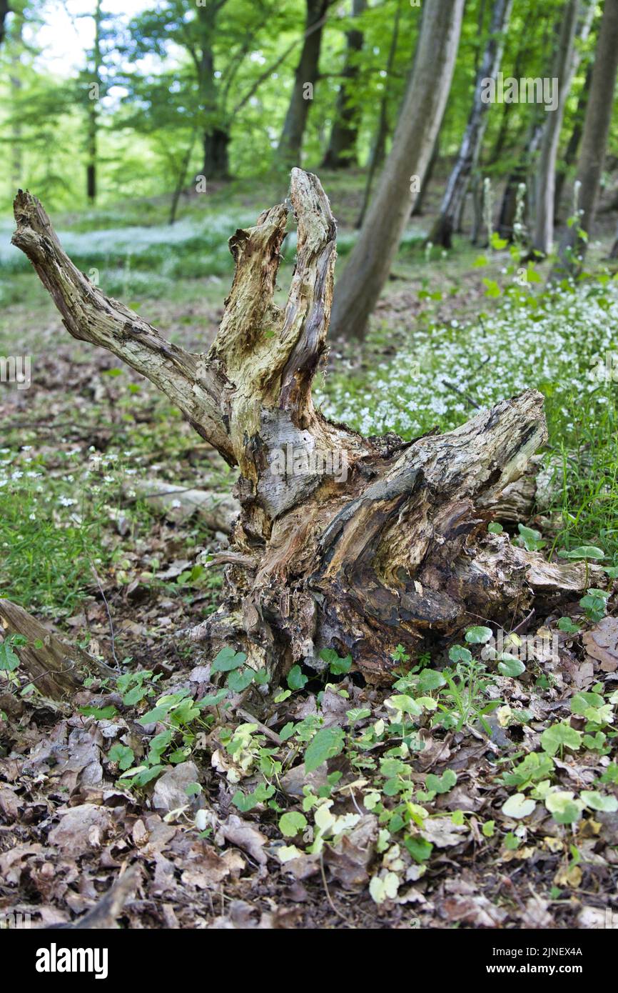 Deformed trees hi-res stock photography and images - Alamy
