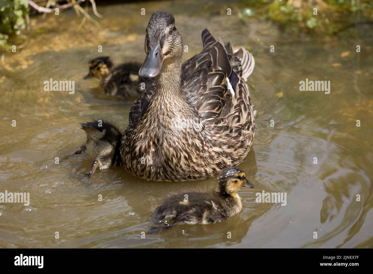 Female mallard with three ducklings Anas platyrhynchos swimming on pond Cotswolds UK Stock Photo