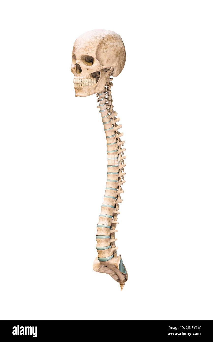 Accurate three-quarter anterior or front view of human spine bones with skull isolated on white background 3D rendering illustration. Blank anatomical Stock Photo