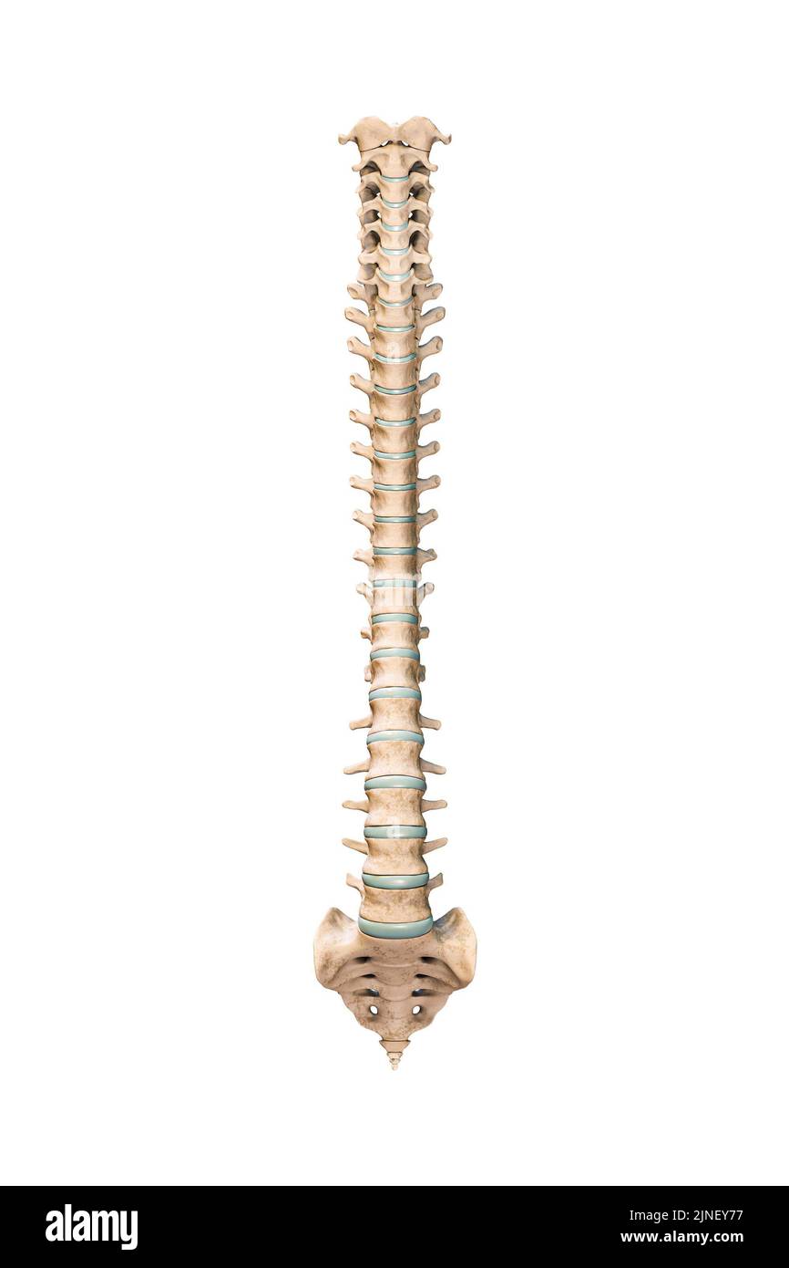 Accurate anterior or front view of human spine bones or vertebrae isolated on white background 3D rendering illustration. Blank anatomical chart. Anat Stock Photo