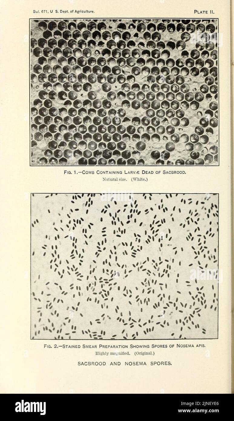 The diagnosis of bee diseases by laboratory methods Stock Photo - Alamy