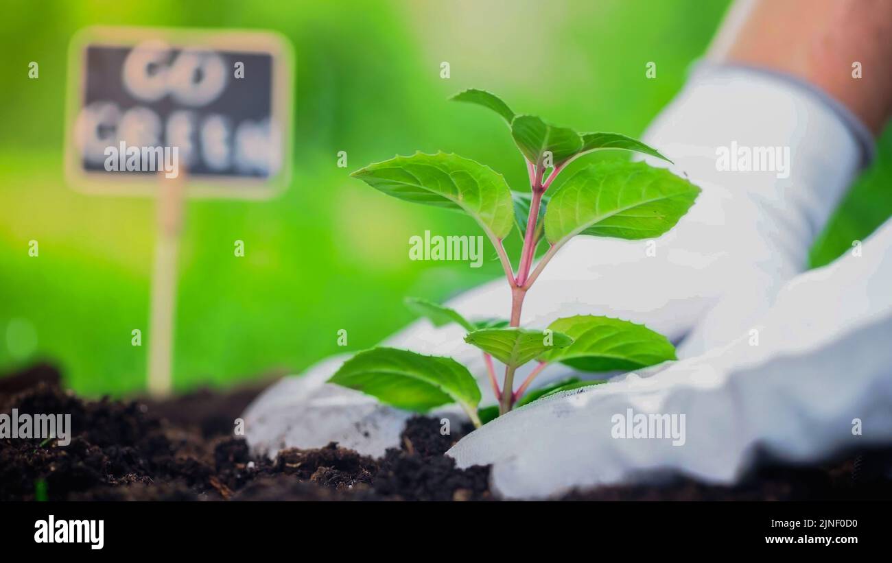 Close up view of gardener planting plant in soil in blurred garden,stock image Stock Photo