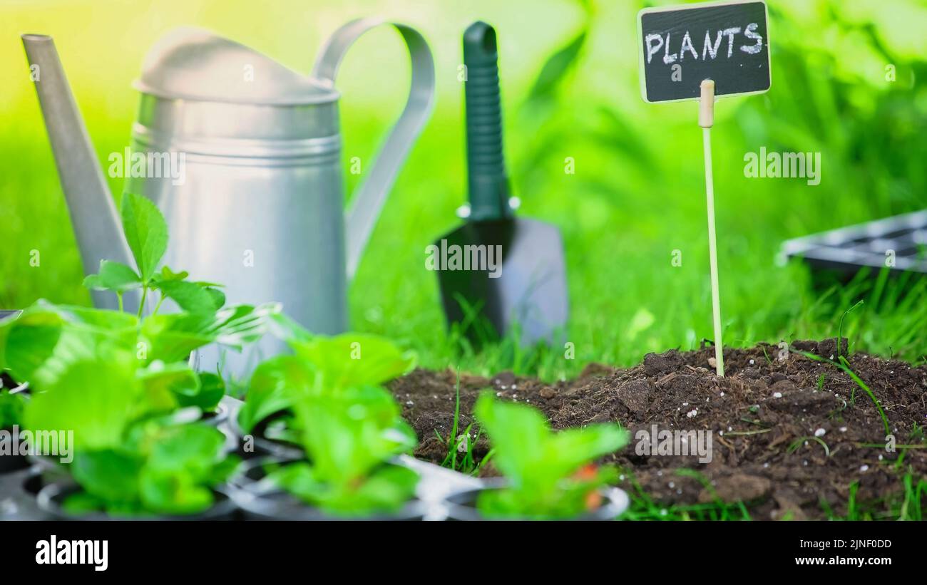 Board with plants lettering in soil near watering can and shovel in ...