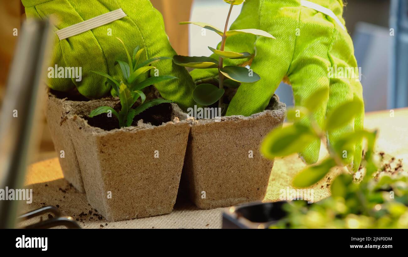 Cropped view of gardener in gloves planting plants on table,stock image Stock Photo