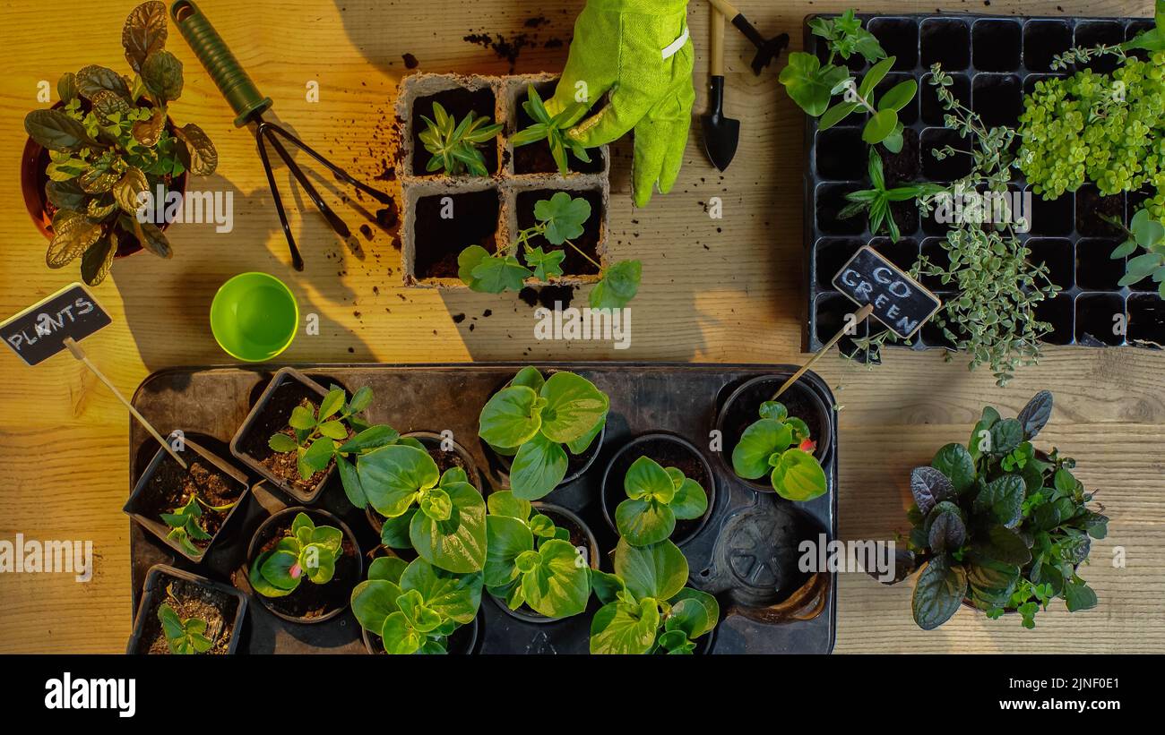 Top view of gardener planting plants near boards with lettering and soil on table,stock image Stock Photo