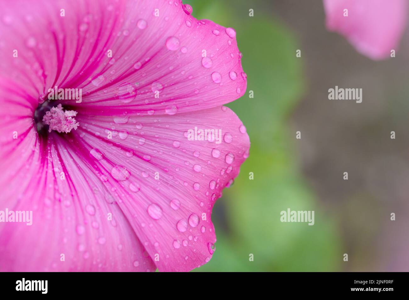 Macro photography of a pink malva with water drops Stock Photo