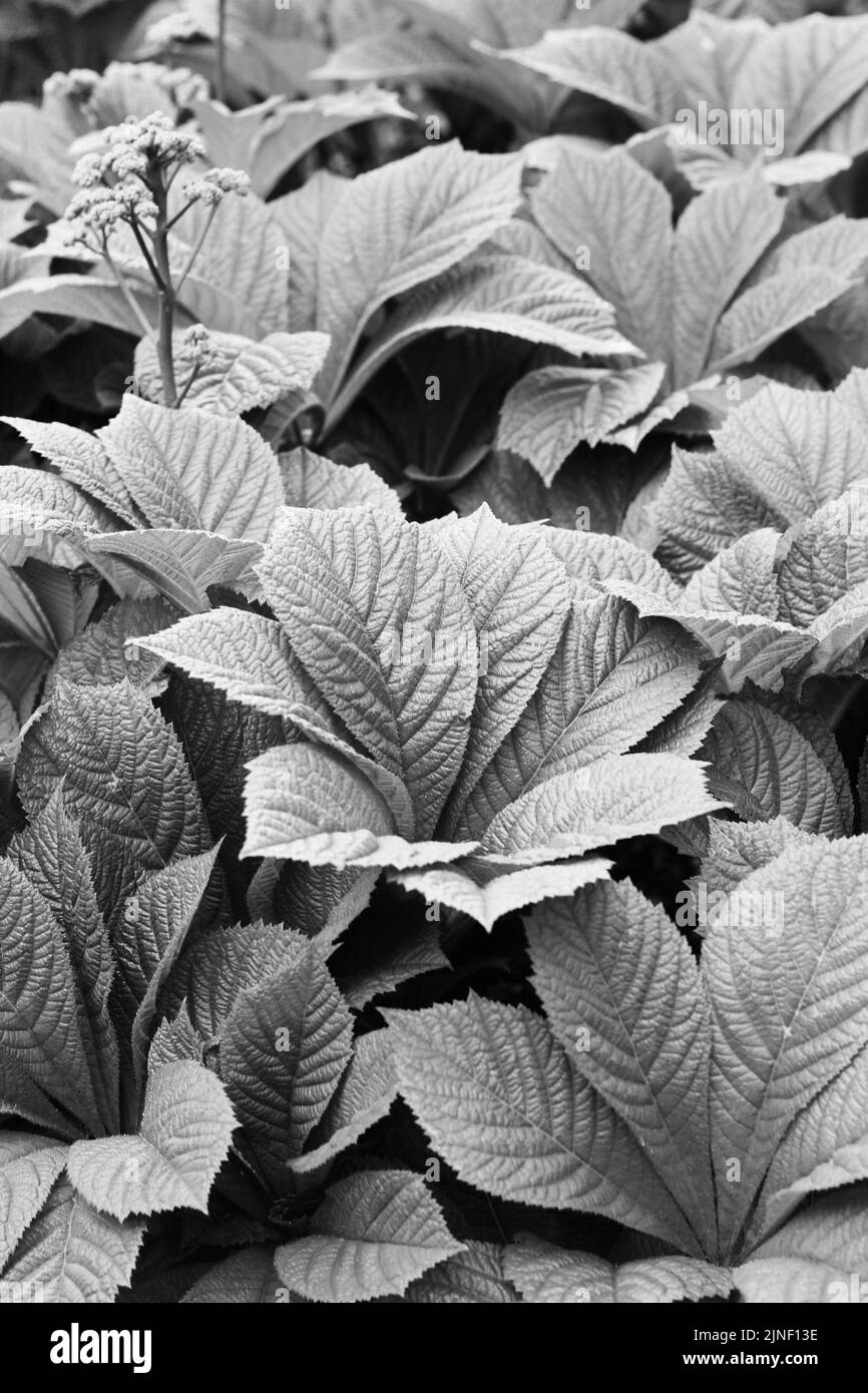 Leafy summer plants growing in the backyard garden in black and white ...