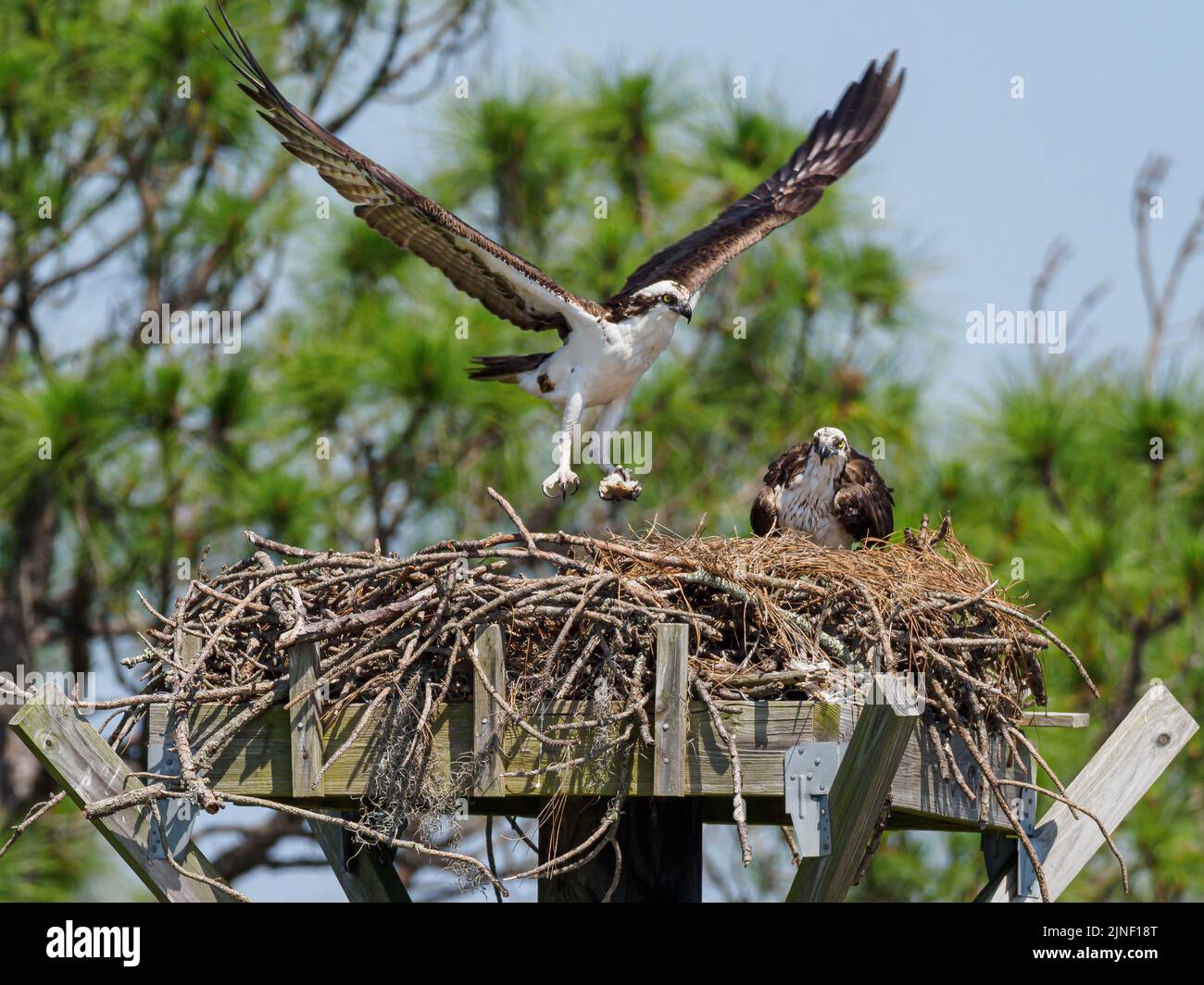 An osprey with open wings bringing food approaching the nest with