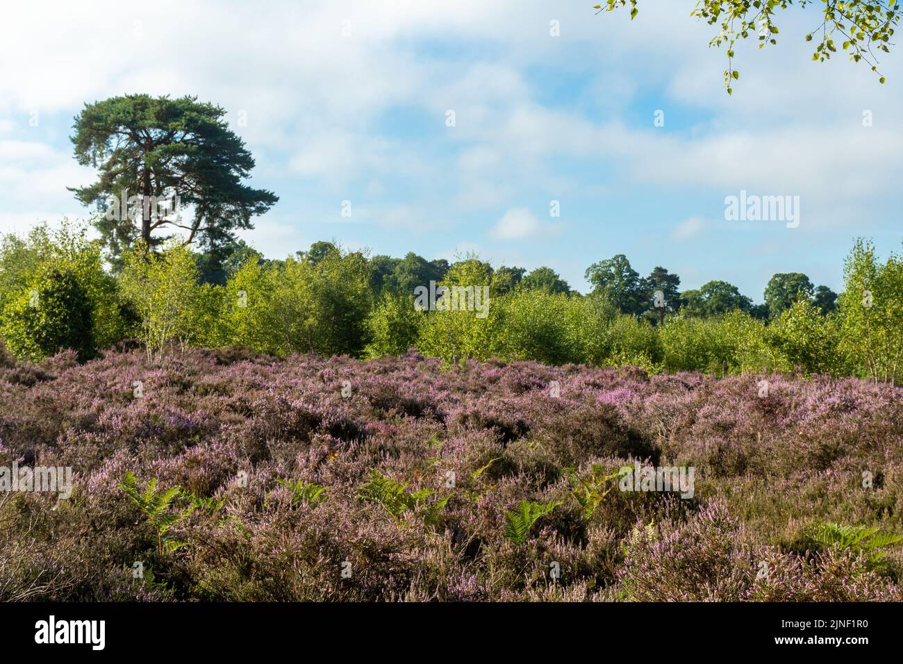 View of Chatley Heath, beautiful lowland heathland with flowering purple heather in August, Surrey, England, UK Stock Photo
