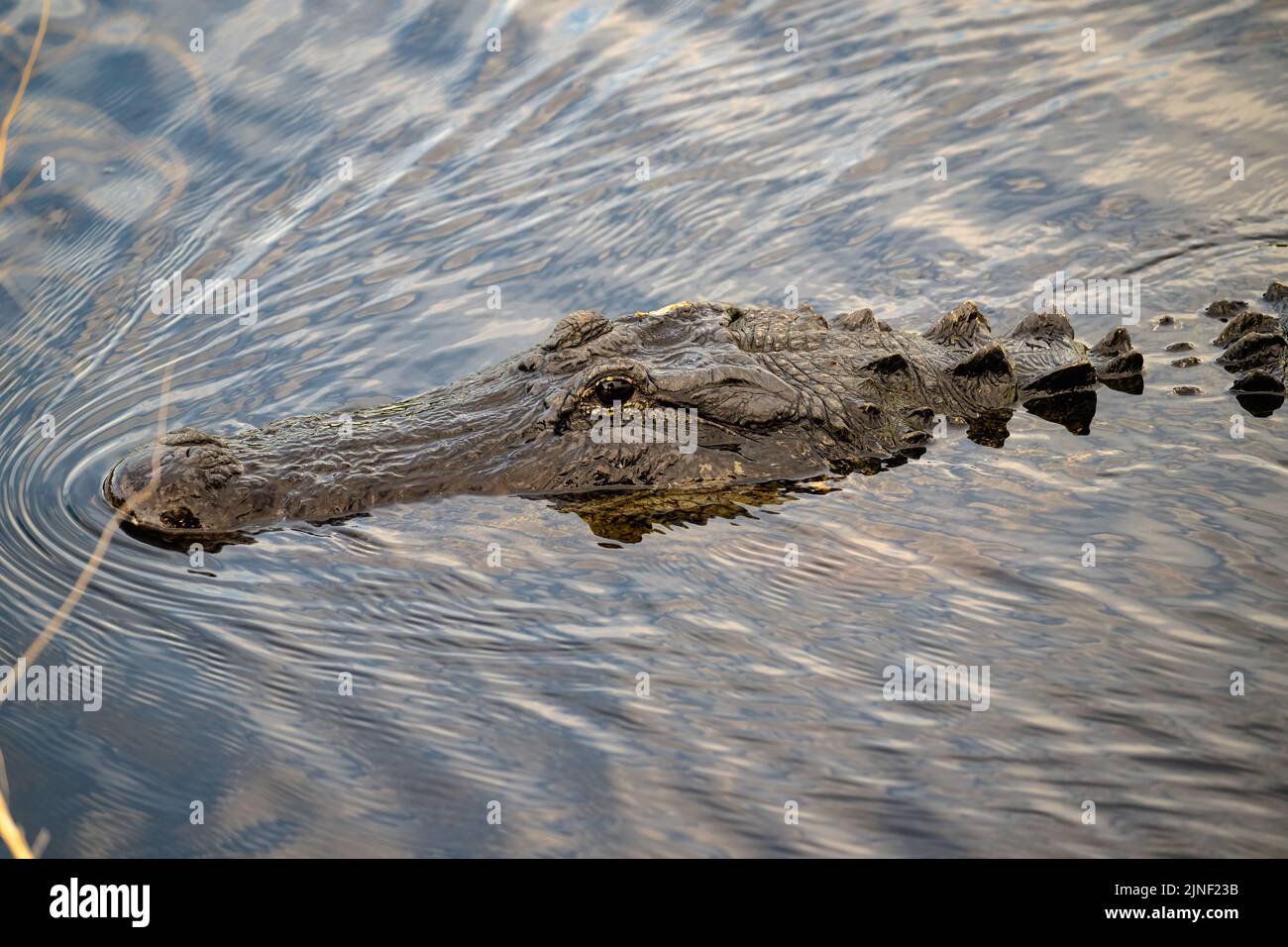 A peaceful American alligator swimming gracefully in a shallow, lake ...